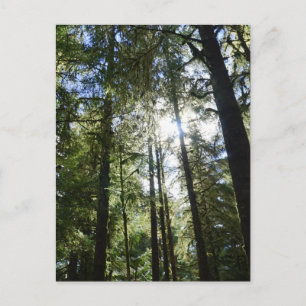 Sunlight Through Pine Trees Postcard