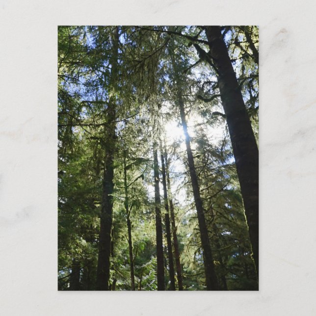 Sunlight Through Pine Trees Postcard (Front)