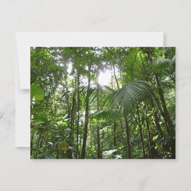 Sunlight Through Rainforest Canopy Tropical Green (Front)