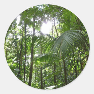 Sunlight Through Rainforest Canopy Tropical Green Classic Round Sticker
