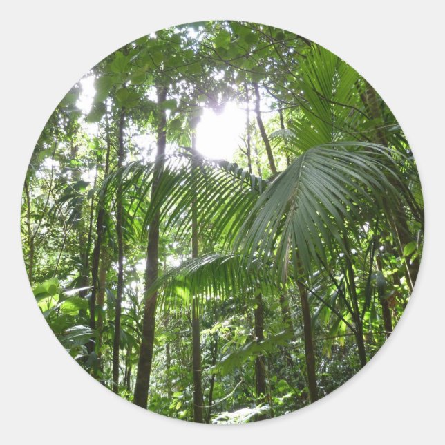 Sunlight Through Rainforest Canopy Tropical Green Classic Round Sticker (Front)