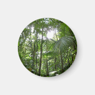 Sunlight Through Rainforest Canopy Tropical Green Magnet