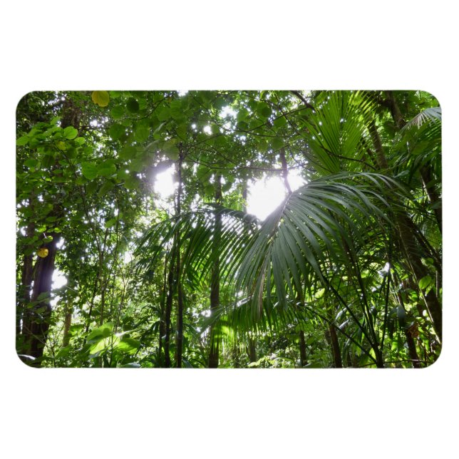 Sunlight Through Rainforest Canopy Tropical Green Magnet (Horizontal)