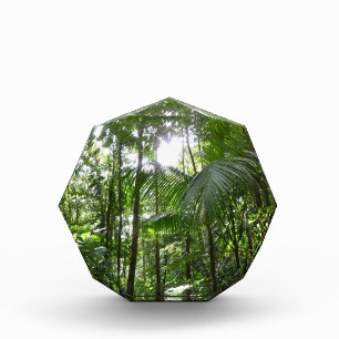 Sunlight Through Rainforest Canopy Tropical Green Photo Block
