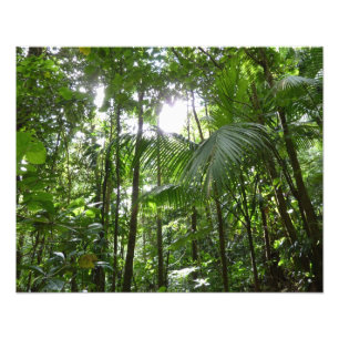 Sunlight Through Rainforest Canopy Tropical Green Photo Print