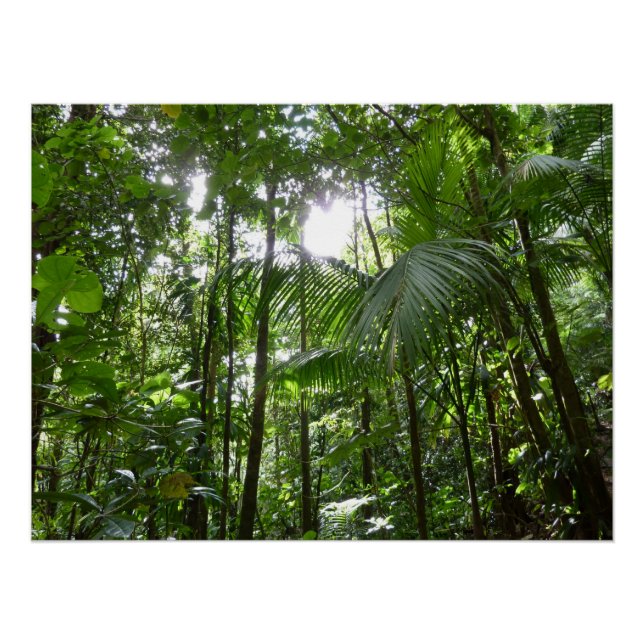 Sunlight Through Rainforest Canopy Tropical Green Poster (Front)