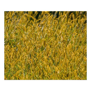 Sunlight Through Tall Grass Photo Print