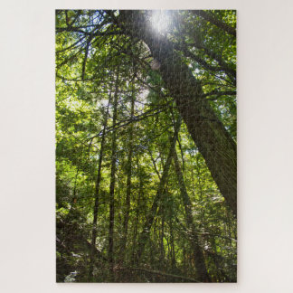 Sunlight Through the Forest Canopy Jigsaw Puzzle