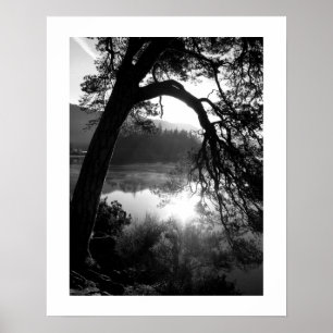 Sunlight through the Pines Poster