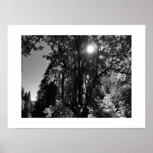 Sunlight through the Trees Black and White Photo Poster