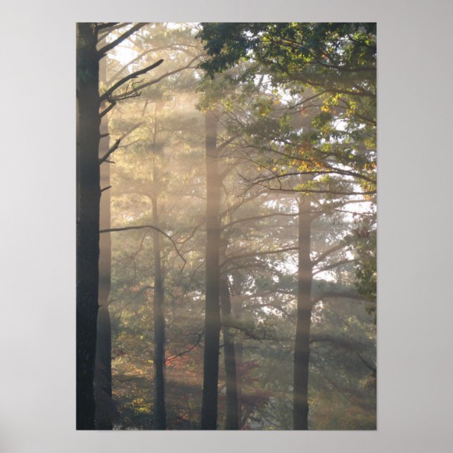Sunlight Through the Trees Poster Print (Front)