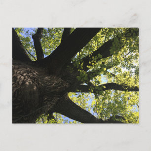 Sunlight Tree Postcard