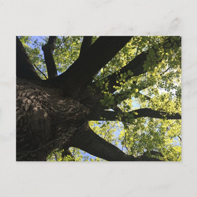 Sunlight Tree Postcard (Front)