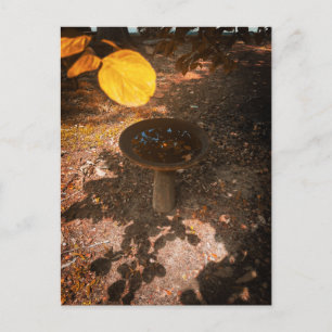 Sunlit Birdbath Under Autumn Leaves Postcard