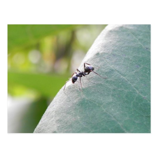 Sunlit Black Ant Postcard