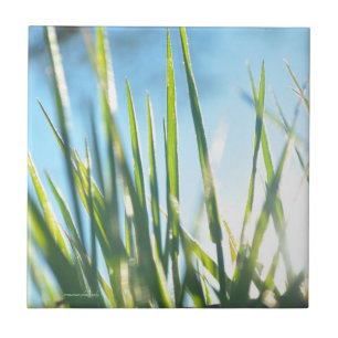 Sunlit Blades Ceramic Tile