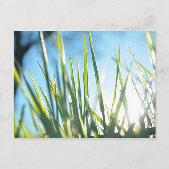 Sunlit Blades Postcard (Front)