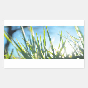 Sunlit Blades Rectangular Sticker