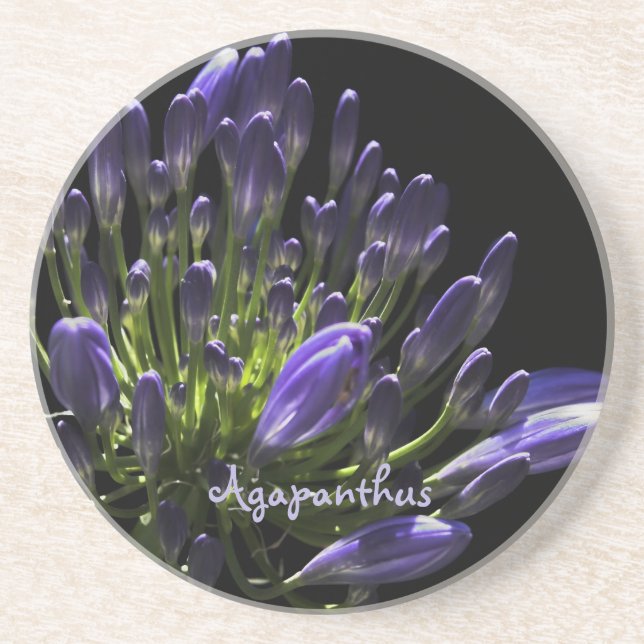 Sunlit Blooming Purple Agapanthus, African Lily Coaster (Front)