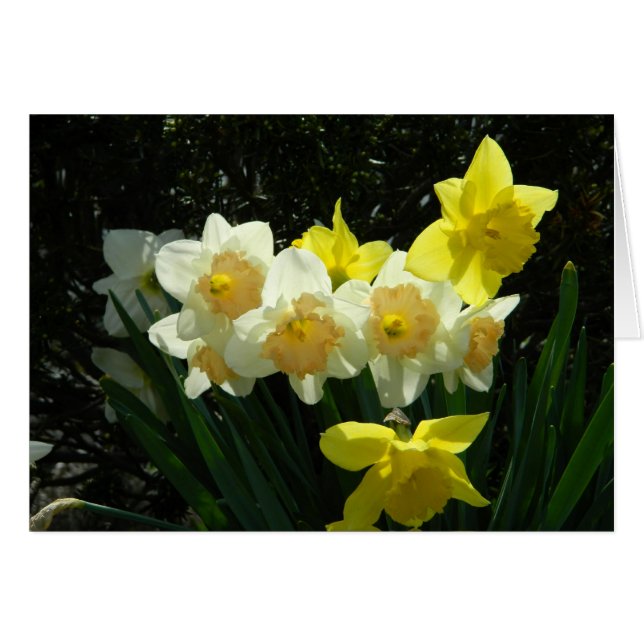 Sunlit Daffodil Card (Front Horizontal)