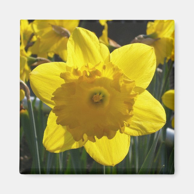 Sunlit Daffodil Magnet (Front)