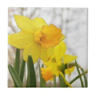 Sunlit Daffodils Tile