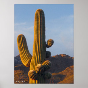 Sunlit Desert Saguaro Poster