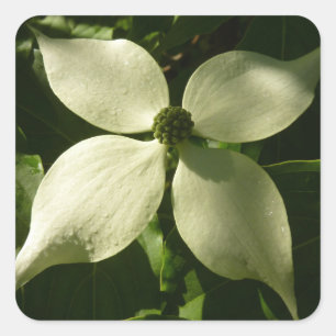 Sunlit Dogwood Blossom Spring Floral Square Sticker