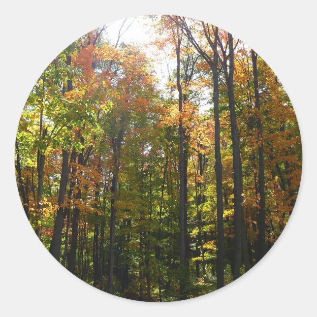 Sunlit Fall Forest Autumn Landscape Classic Round Sticker (Front)
