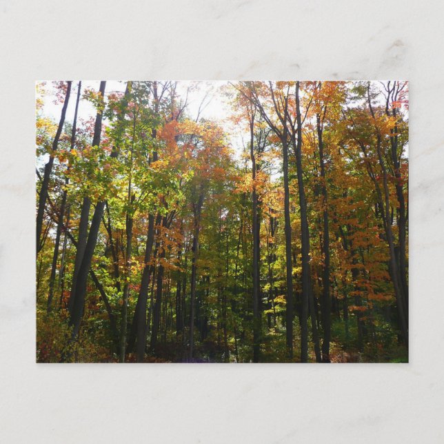 Sunlit Fall Forest Autumn Landscape Postcard (Front)