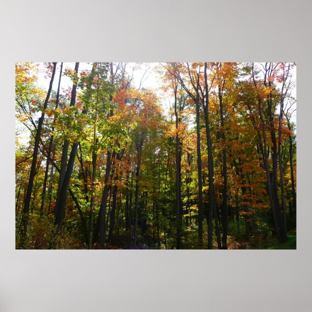 Sunlit Fall Forest Autumn Landscape Poster (Front)