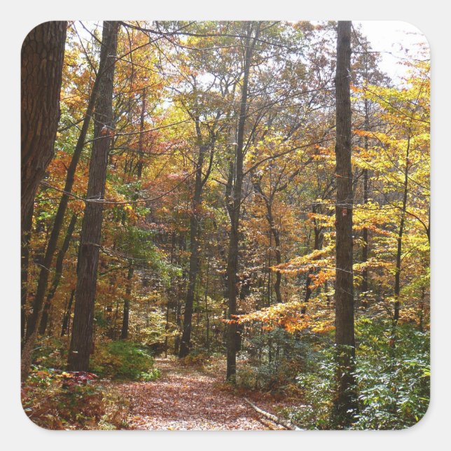 Sunlit Fall Trail in Laurel Hill State Park Square Sticker (Front)