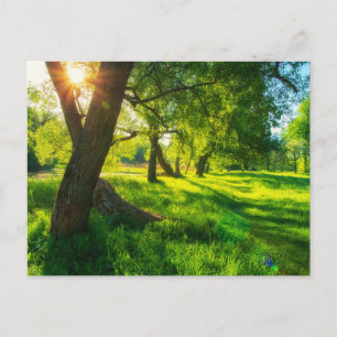Sunlit Forest Meadow Postcard