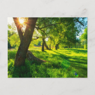 Sunlit Forest Meadow Postcard