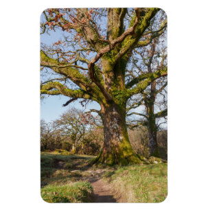 Sunlit Forest Path Leading to an Ancient Tree Magnet