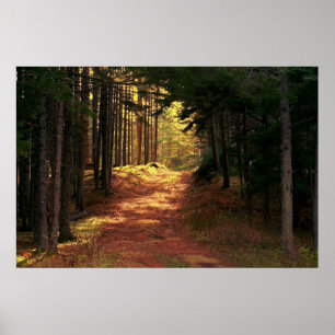 Sunlit Forest Path Poster