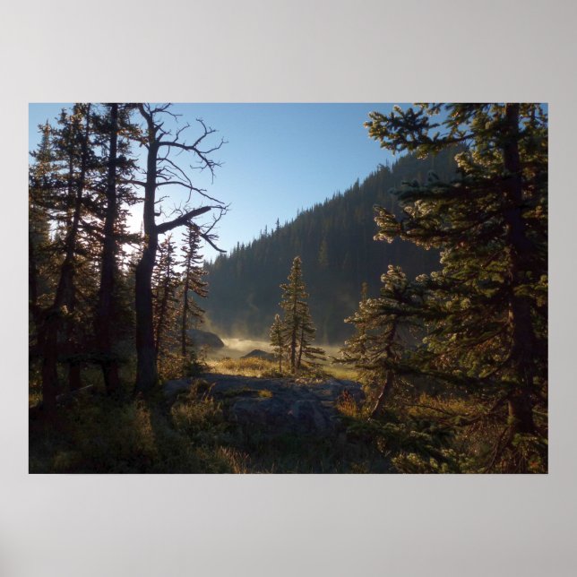 Sunlit Frosted Pine Trees at Dream Lake Poster (Front)
