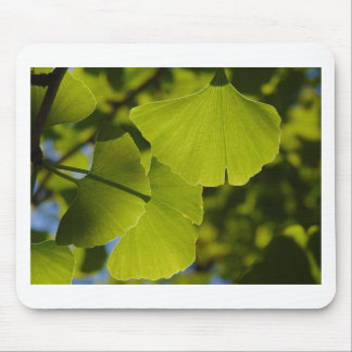 Sunlit Ginkgo Leaves Mouse Pad