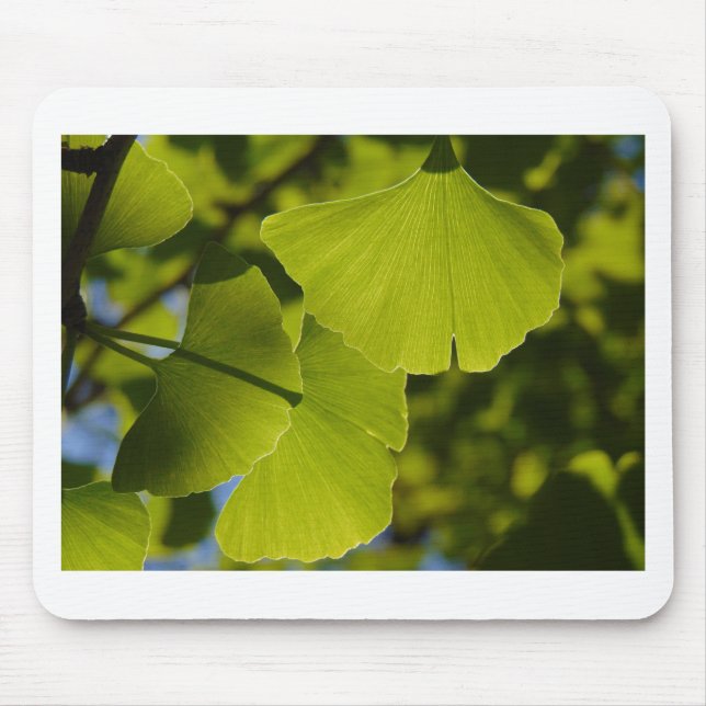 Sunlit Ginkgo Leaves Mouse Pad (Front)