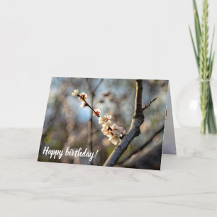 Sunlit Japanese Apricot Sakura White Flowers Card