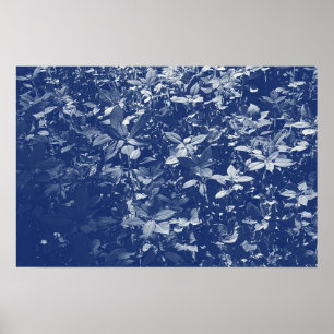 Sunlit Leaves - Cyanotype Effect Poster