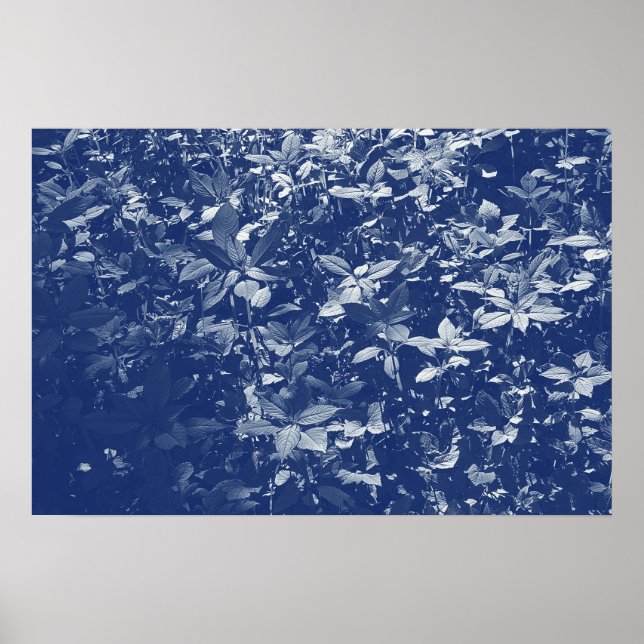 Sunlit Leaves - Cyanotype Effect Poster (Front)