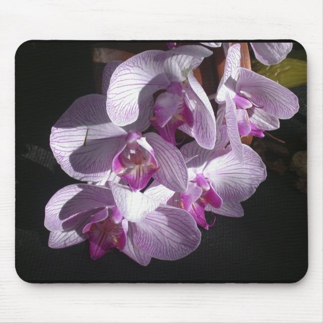 Sunlit Orchids Mouse Pad (Front)