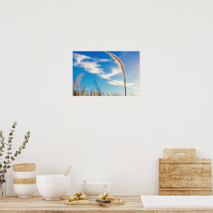 Sunlit Pampas Grass Against Deep Blue Sky Poster