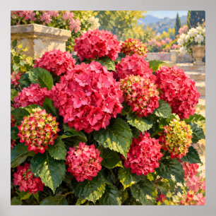 Sunlit Pink Hydrangeas in an Elegant Garden Poster