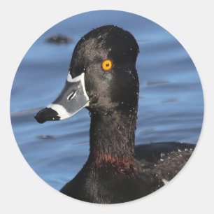 Sunlit Profile of a Ring-Necked Duck Classic Round Sticker