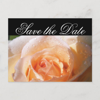 Sunlit Rose Wedding Announcement Postcard