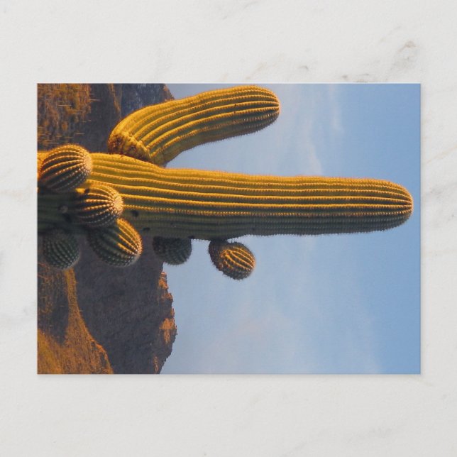 Sunlit Saguaro - Arizona postcard (Front)