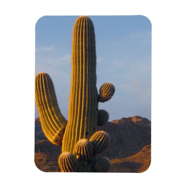 Sunlit Saguaro Cactus Magnet (Vertical)