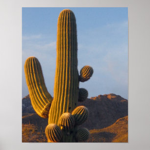 Sunlit Saguaro Cactus Poster